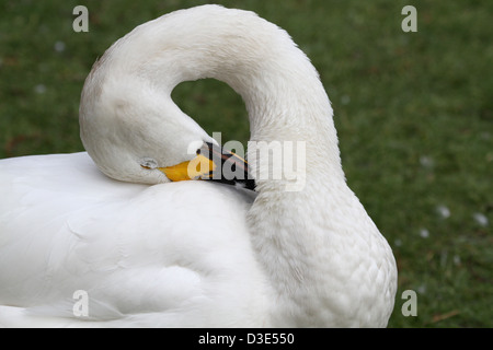 En vertu de son cou de cygne de lissage Banque D'Images