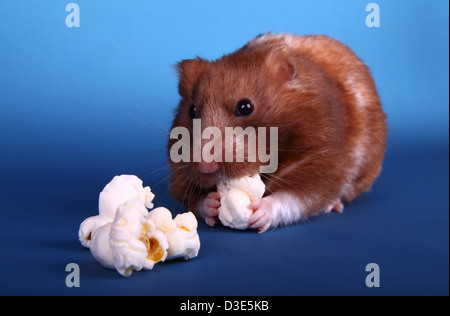 Hamster syrien eating popcorn Banque D'Images