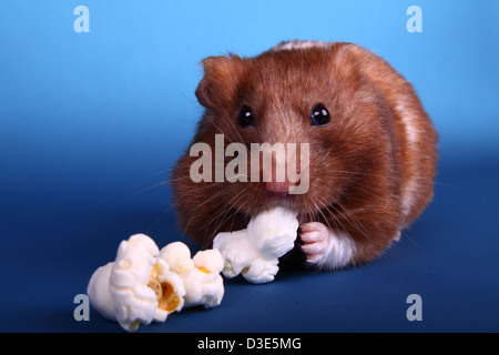 Hamster syrien eating popcorn Banque D'Images