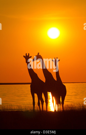 Les Girafes silhouetté contre le soleil couchant dans Etosha National Park Banque D'Images