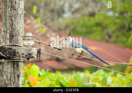 White-throated Magpie-Jay assis sur d'anciennes lignes d'alimentation Banque D'Images