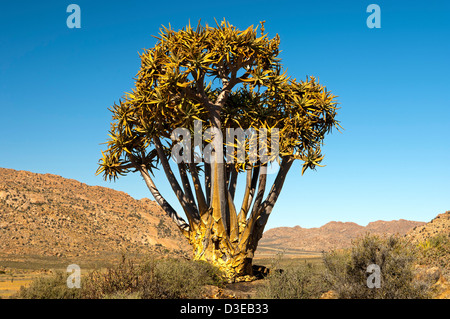 Quiver Tree géant, Kokerboom, Aloe dichotoma, Goegap nature reserve, le Namaqualand, Afrique du Sud Banque D'Images