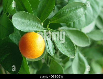 La mandarine sur un citrus tree close up. Banque D'Images