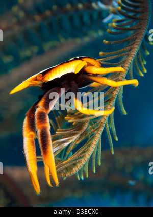 L'accroupissement élégant le homard (Allogalathea elegans), en jaune et rouge, Cenderwasih Bay, la Papouasie-Nouvelle-Guinée. Banque D'Images