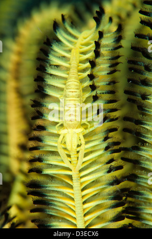 Une espèce de crevette commensale jaune (probablement Laomenes sp.) sur Cenderwasih crinoïde, Bay, en Papouasie occidentale. Banque D'Images