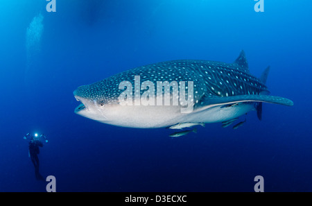 Requin-baleine (Rhincodon typus) rassemble sous la plate-forme de pêche pour nourrir des filets de pêcheurs, Papouasie, Indonésie. Banque D'Images