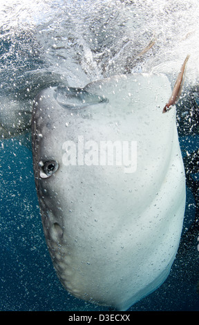 Le requin-baleine (Rhincodon typus) se rassemblent sous des plates-formes de pêche pour nourrir des filets de pêcheurs, Papouasie, Indonésie. Banque D'Images