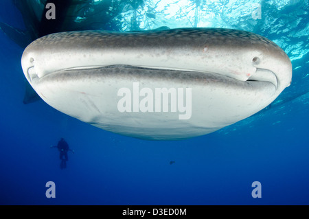 Le requin-baleine (Rhincodon typus) se rassemblent sous des plates-formes de pêche pour nourrir des filets de pêcheurs, Papouasie, Indonésie. Banque D'Images