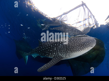 Le requin-baleine (Rhincodon typus) se rassemblent sous des plates-formes de pêche pour nourrir des filets de pêcheurs, Papouasie, Indonésie. Banque D'Images