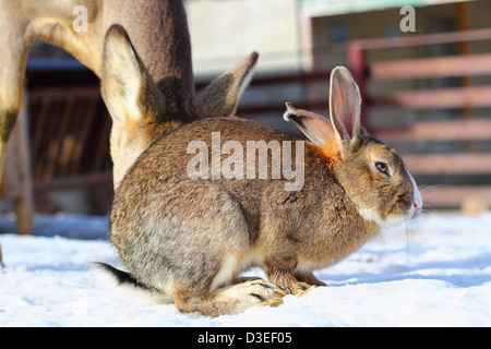 Lapin brun debout sur la neige dans un parc animalier Banque D'Images