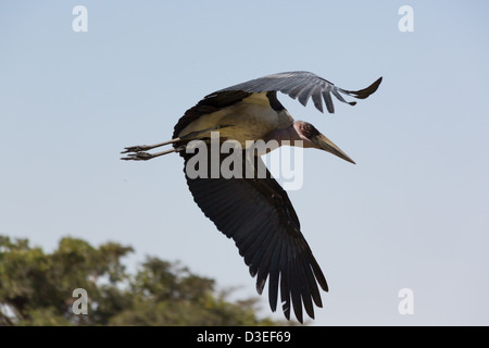 Un marabout africain d'oiseaux nécrophages en plein vol près du lac Koka en Éthiopie. Banque D'Images