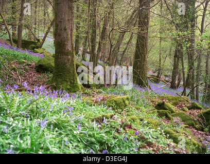 Blue Bells, le bois des anémones et des roches couvertes de mousses et d'arbres en Bigsweir Woods, forêt de Dean UK Banque D'Images