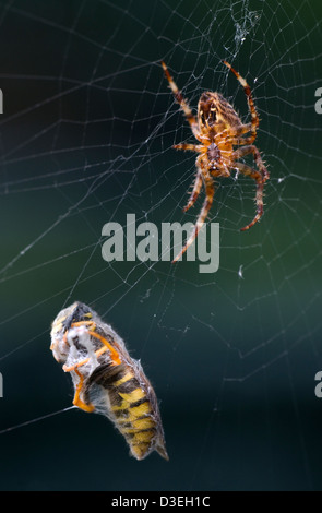 Portrait d'un jardin araignée assis dans web en attente de sa prochaine victime ayant enveloppé une guêpe Banque D'Images