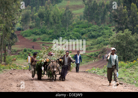 SORO, VILLE ZONE WOLAYITA, Éthiopie, le 19 août 2008 : un père et son fils aider leur âne faire couper les arbres nouvellement Banque D'Images