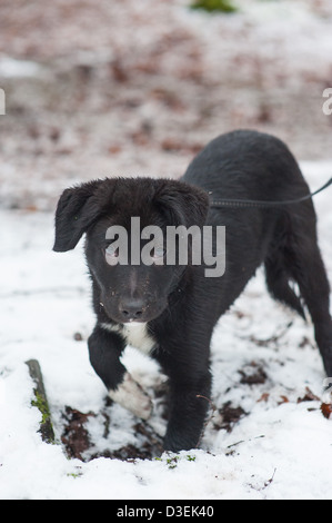 Cross Border Collie chiot dans la neige Banque D'Images