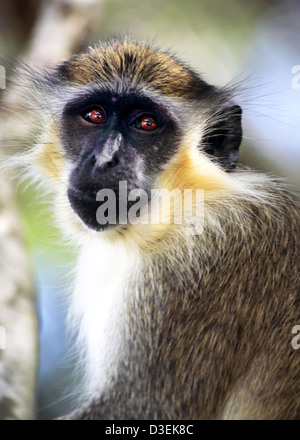 La BARBADE GREEN MONKEY Banque D'Images