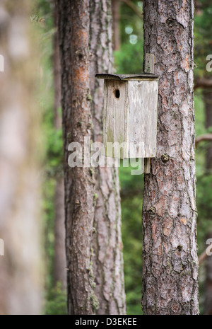 Wooden birdhouse sur tronc d'arbre dans la forêt de pins Banque D'Images