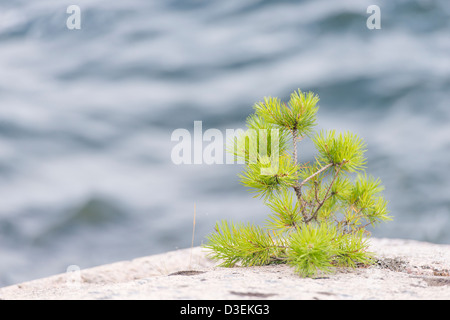 Petit arbre de pin sur les roches par la mer dans l'archipel de Stockholm, Suède Banque D'Images