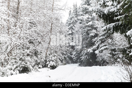 Arrière-plan de la nature, route enneigée en forêt d'hiver froid Banque D'Images