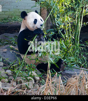 Zoo d'Édimbourg, le lundi 18 février 2013, pandas géants au Zoo d'Edimbourg Tian Tian, dont le nom signifie 'sweetie', et le Yang Guang, qui signifie 'Sunshine' semblait impassible de ce matin sur l'attention des visiteurs ayant augmenté en raison du fait qu'ils sont censés s'accouplent dans les prochaines semaines, la femelle Tian Tian avait un lundi matin, se coucher et il a démontré sa force en pliant une canne de bambou et de savourer son petit déjeuner. Banque D'Images