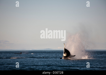 Un épaulard (Orcinus orca) bondissant hors de l'eau dans le détroit de Géorgie. L'île Saturna (Colombie-Britannique), Canada Banque D'Images