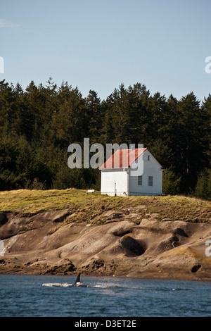 L'épaulard (Orcinus orca) en face de la côte de l'île Saturna, à l'avertisseur de brume Building à East Point en arrière-plan. Banque D'Images