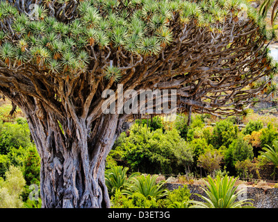Arbre Dragon(Drago Milenario), Santa Cruz de Tenerife, Tenerife Banque D'Images