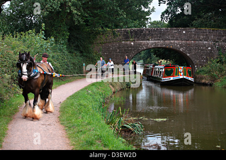 Grand Canal de l'Ouest - Taffy tirant le chaland tiré par des chevaux et d'être mené par Dave Banque D'Images