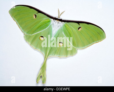 Actias luna, connu sous le nom de Luna Moth Banque D'Images