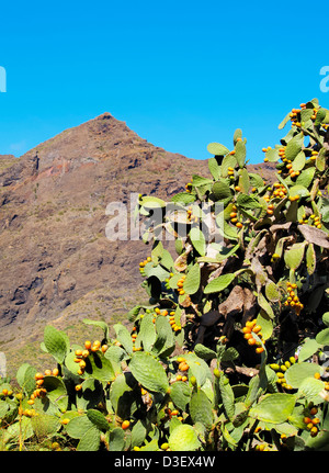 L'Opuntia ficus-indica, Tenerife, Canaries, Espagne Banque D'Images