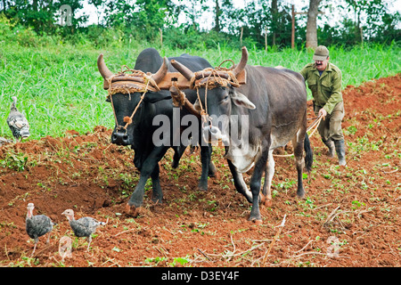 Agriculteur cubain avec champ de labour charrue traditionnelle tirées par des bœufs sur plantation de tabac dans la Vallée de Viñales, Cuba, Caraïbes Banque D'Images