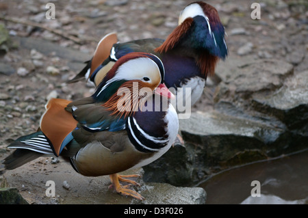 Canard mandarin Banque D'Images