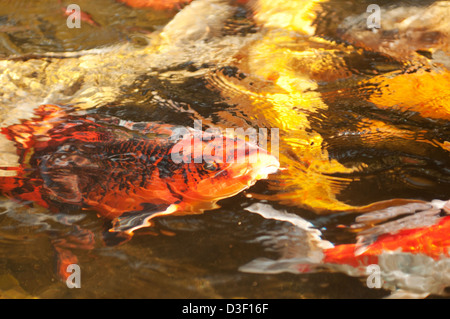 Koi ou nishikigoi plus particulièrement le poisson Banque D'Images