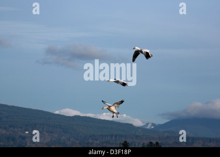 WA08116-00...WASHINGTON - Des neiges tournoyant au-dessus de l'île Fox dans le Delta de la rivière Skagit. Banque D'Images