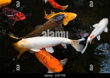 Koi ou nishikigoi plus particulièrement le poisson Banque D'Images