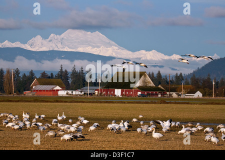 Troupeau d'oies blanches dans un champ agricole sur l'île de sapin de la Skagit section Faune avec le mont Baker dans la distance. Banque D'Images