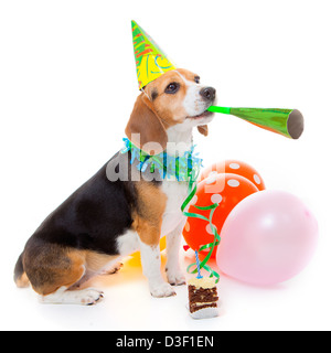Party animal chien célébrant un anniversaire ou anniversaire Banque D'Images