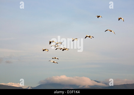 WASHINGTON - des neiges dans la région d'information de vol au dessus de la section de l'île de la Skagit de faune. Banque D'Images