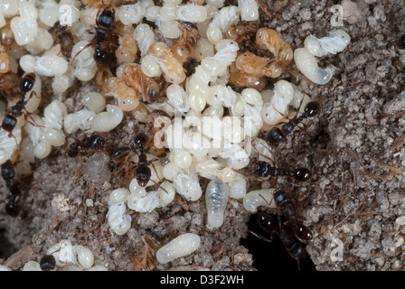 Les larves et les nymphes de fourmis tendant brood. Banque D'Images