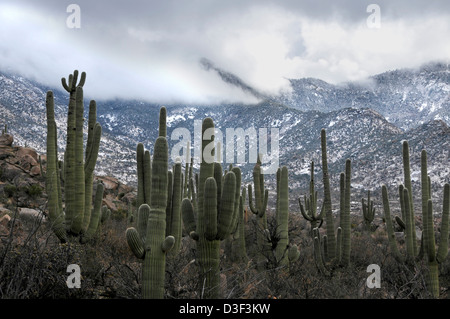 Une tempête de neige gouttes sur le Santa Catalina Mountains, Coronado National Forest, désert de Sonora, Catalina, Arizona, USA. Banque D'Images