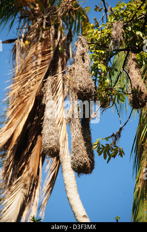 Weaver nids d'oiseau accroché haut dans l'arbre sur les îles du lac Nicaragua Banque D'Images