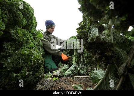 Jonas apprenti Davids récoltes chou vert sur la propriété agricole de Wegener dans Wunstorf-Liethe, Allemagne, le 8 février 2013. Photo : Holger Hollemann Banque D'Images