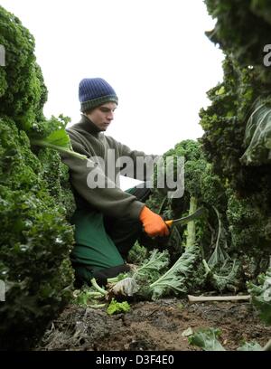 Jonas apprenti Davids récoltes chou vert sur la propriété agricole de Wegener dans Wunstorf-Liethe, Allemagne, le 8 février 2013. Photo : Holger Hollemann Banque D'Images