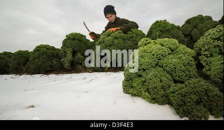 Jonas apprenti Davids récoltes chou vert sur la propriété agricole de Wegener dans Wunstorf-Liethe, Allemagne, le 8 février 2013. Photo : Holger Hollemann Banque D'Images