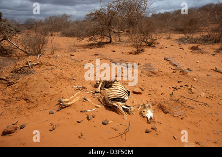 NYTALIYO, AU NORD D'ELWAK, L'EST DU KENYA, 3 septembre 2009 : un chameau mort se trouve à côté de la route près d'Nytaliyo, village Banque D'Images