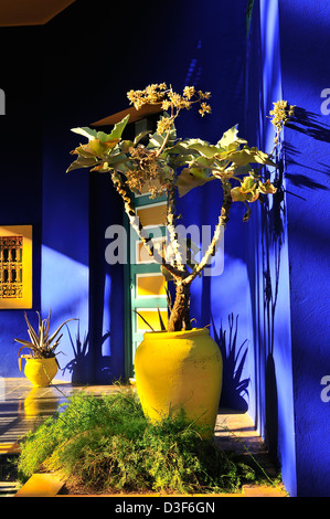 L'éclat des couleurs -le bleu de cobalt et le jaune de chrome et ses pots cactus ornent les murs de la chambre au Jardin Majorelle Jardin Majorelle (Marrakech, Maroc) Banque D'Images