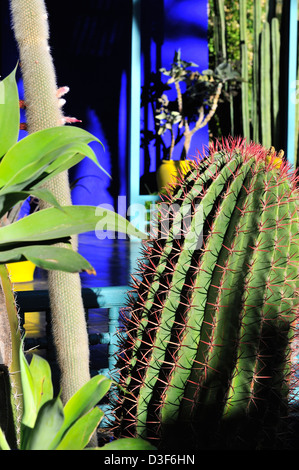 Cactus plantes dans le Jardin Majorelle Jardin Majorelle (Marrakech), avec l'éclat des couleurs - le bleu de cobalt et le jaune de chrome, le Maroc Banque D'Images