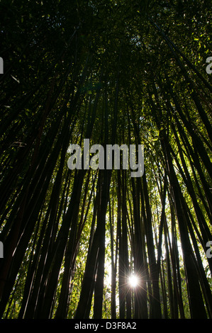 Vue à partir du sol de l'élégant Grand cannes bambou noir avec une étoile scintillante de soleil brillant à travers le feuillage persistant Banque D'Images