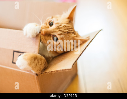 Quatre mois chat tigré orange à mâcher sur une boîte en carton Banque D'Images