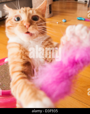 Quatre mois orange tabby cat Playing with toy Banque D'Images